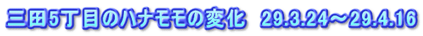 三田5丁目のハナモモの変化　29.3.24～29.4.16