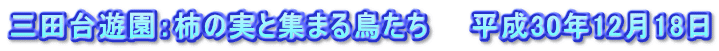 三田台遊園：柿の実と集まる鳥たち　　平成30年12月18日