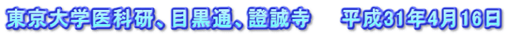 東京大学医科研、目黒通、證誠寺　　平成31年4月16日
