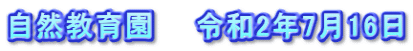自然教育園　　令和2年7月16日