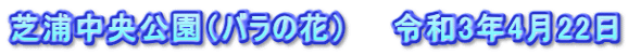 芝浦中央公園（バラの花）　　令和3年4月22日