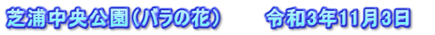 芝浦中央公園（バラの花）　　　令和3年11月3日　