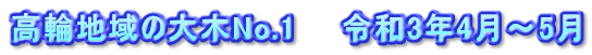 高輪地域の大木No.1　　令和3年4月～5月