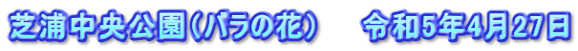 芝浦中央公園（バラの花）　　令和5年4月27日
