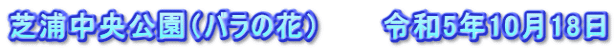 芝浦中央公園（バラの花）　　　令和5年10月18日