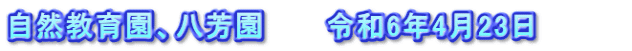 自然教育園、八芳園　　　令和6年4月23日　　　　