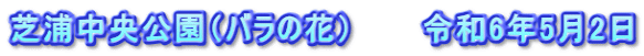 芝浦中央公園（バラの花）　　　令和6年5月2日