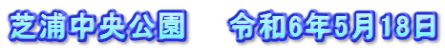 芝浦中央公園　　令和6年5月18日