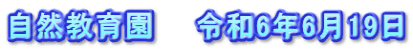 自然教育園　　令和6年6月19日