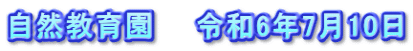 自然教育園　　令和6年7月10日
