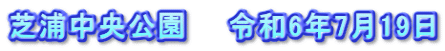 芝浦中央公園　　令和6年7月19日