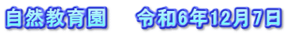 自然教育園　　令和6年12月7日
