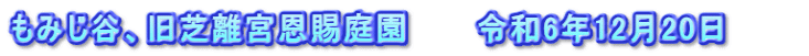 もみじ谷、旧芝離宮恩賜庭園　　　令和6年12月20日　　　