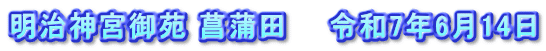 明治神宮御苑 菖蒲田　　令和7年6月14日