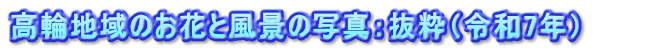 高輪地域のお花と風景の写真：抜粋（令和7年）　　　