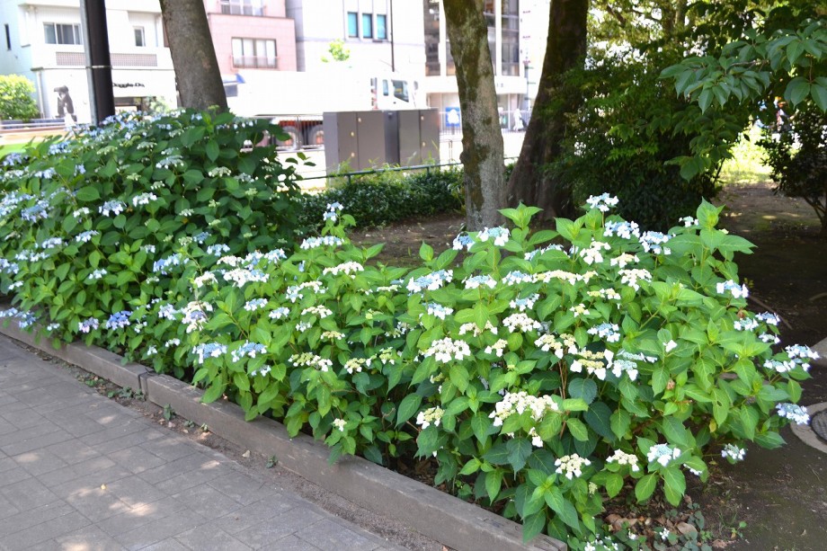 目黒通りには自然教育園 どんぐり児童遊園 東京大学医科学研究所 八芳園など次々とお花が咲くところが多くあります プラチナ通りや桑原坂とも繋がっています 2月にはどんぐり児童遊園に河津桜が咲きます 大きなユキヤナギも咲き迫力があります